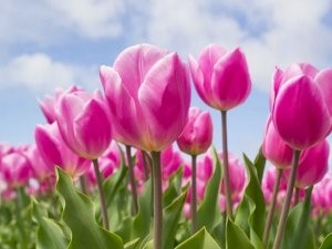 Emerce E-Commerce: Tulpen.nl lonkt naar Duitsland